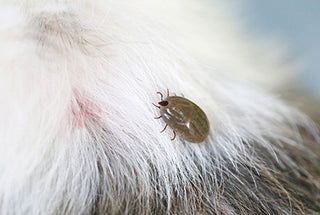 蜱熱（Babesiosis）：狗隻的傳染病與預防措施